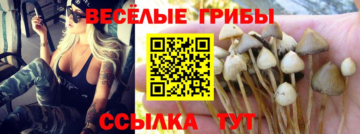 Пушкино  Псилоцибиновые грибы прущие грибы  Псилоцибиновые грибы Magic Shrooms  Вход с VPN 